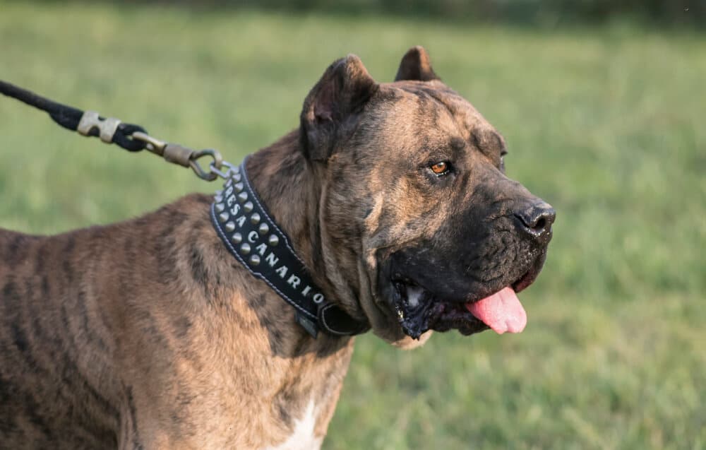 Hooch de Rey Gladiador 16