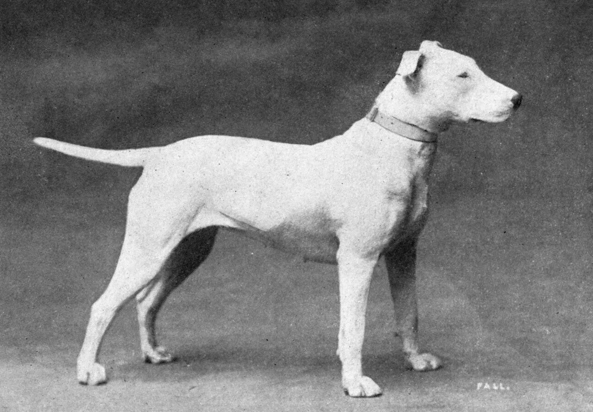 Bull Terrier (1915)