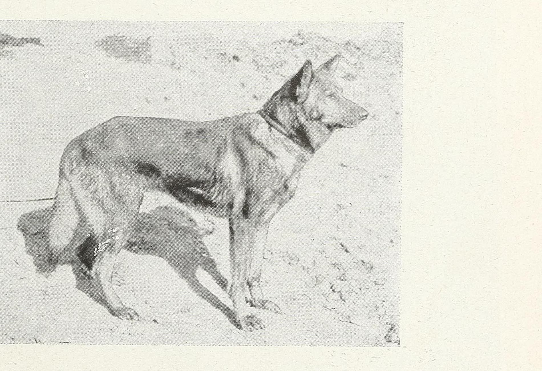 Horand von Grafrath 1