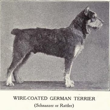 Schnauzer Mittelschlag (1915)