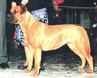 FAIR GO S TERRA BEARA BULL 1