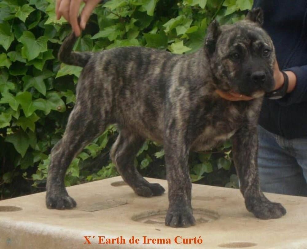 XEARTH DE IREMA CURTO 1