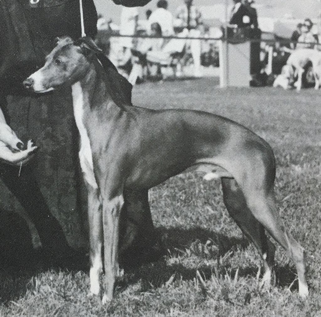Dei Carini Marcello D'Lacey 1