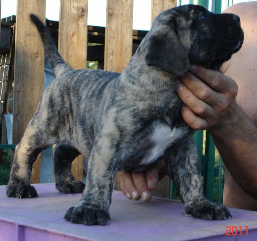 EL DIABLO DE LUCIA RONON 1