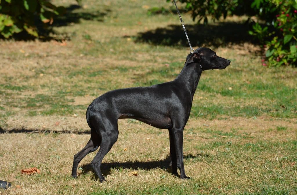 Legend-Italienne Du Domaine De Chanteloup 1