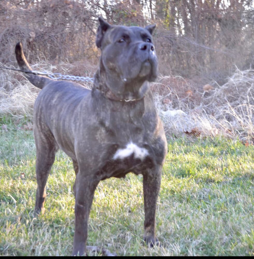 TALL OAK'S BAILEY IRISH CREAM 1