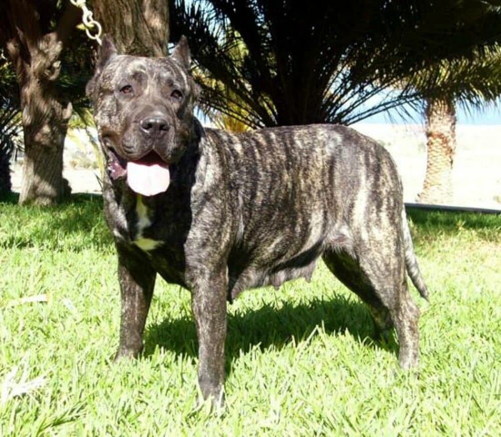 BOA DEL FAYCANATO 1