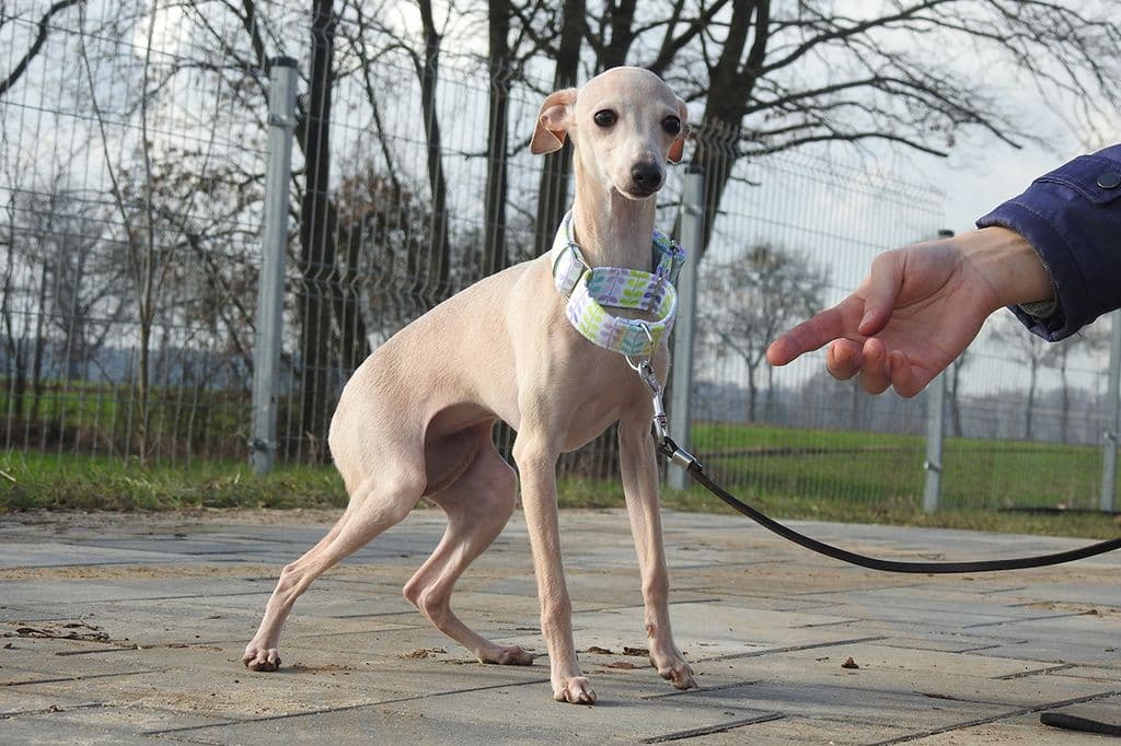 Jaśnie Pani Dogoteka 1