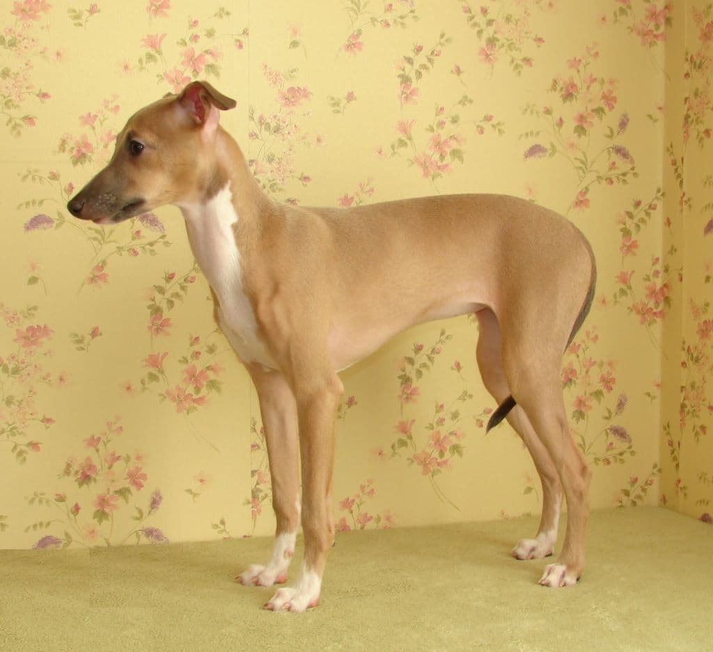 Astra Bravissimo Zofie 1