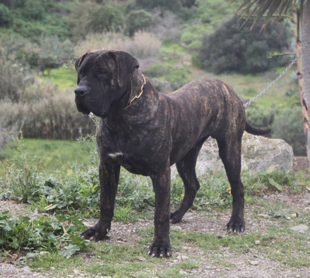 CAPITAN DE LA ISLA DE LOS VOLCANES 1