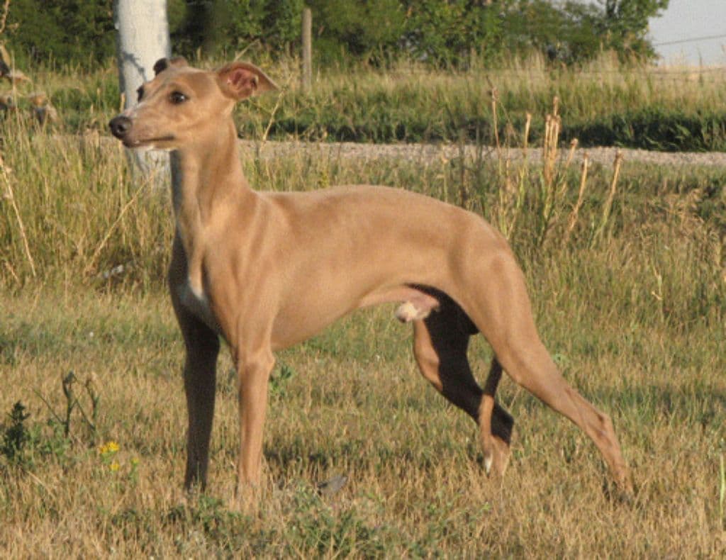 Diavolino's Creole Style 1