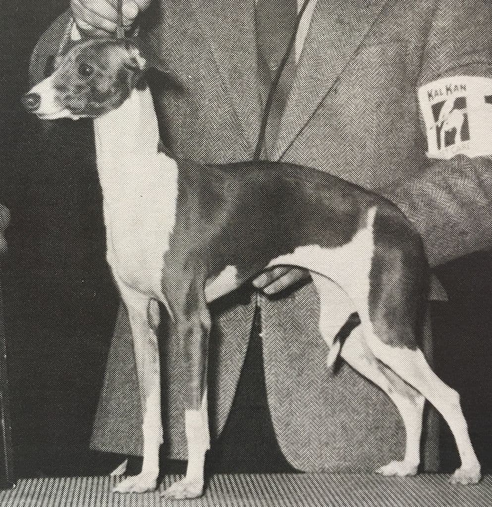 Evergreen's Penelope 1