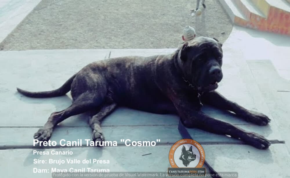 COSMO CANIL TARUMA 1