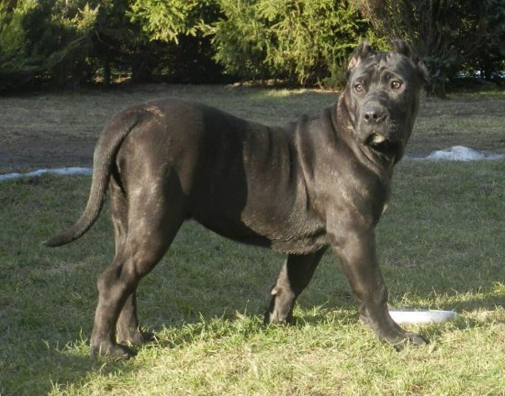 BOSS BULL CANARIO SOYA 1