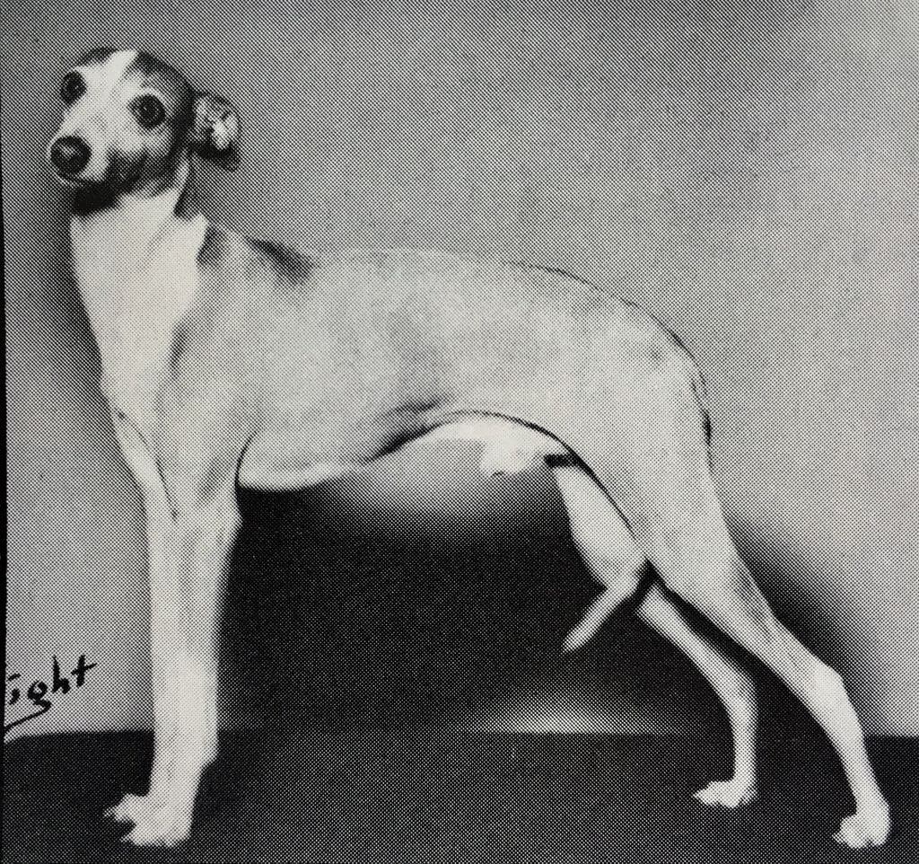 Visconti Of Pequa 1