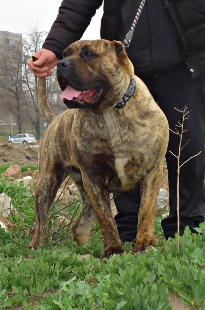 LUMA DE SPALATO BULL (TUNDRA) 1