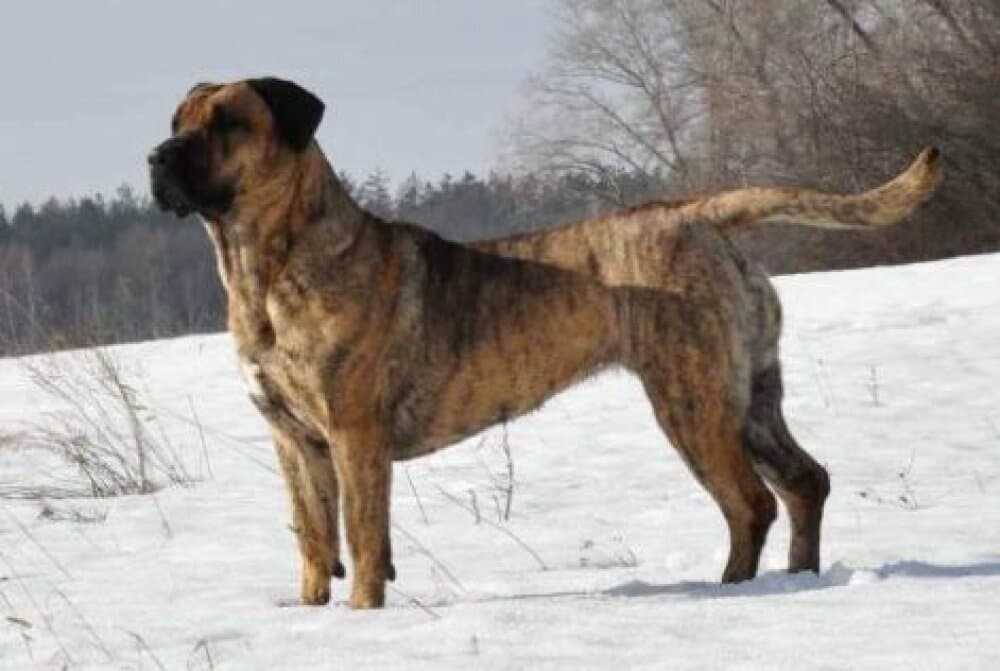 NIKITA BALUARTE DE LOS PERROS 1
