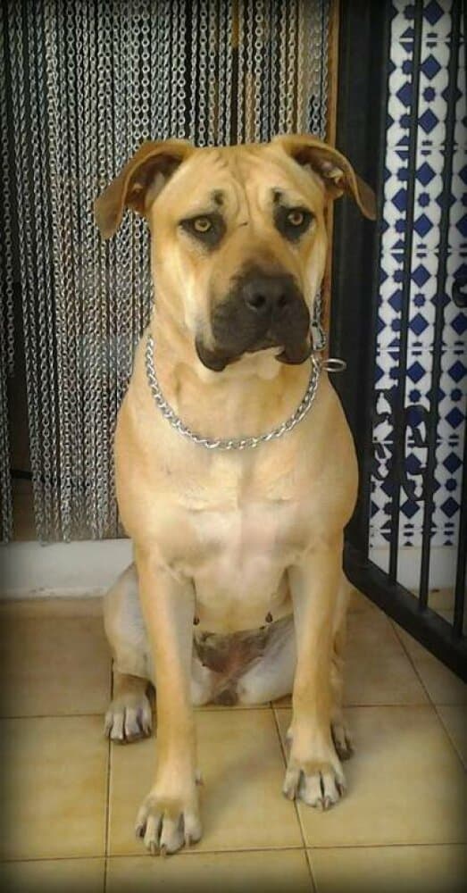 CONCHITA DE SOBRESALIR 1