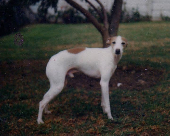 D'Aquitaine Luigi Of Sylvalait 1