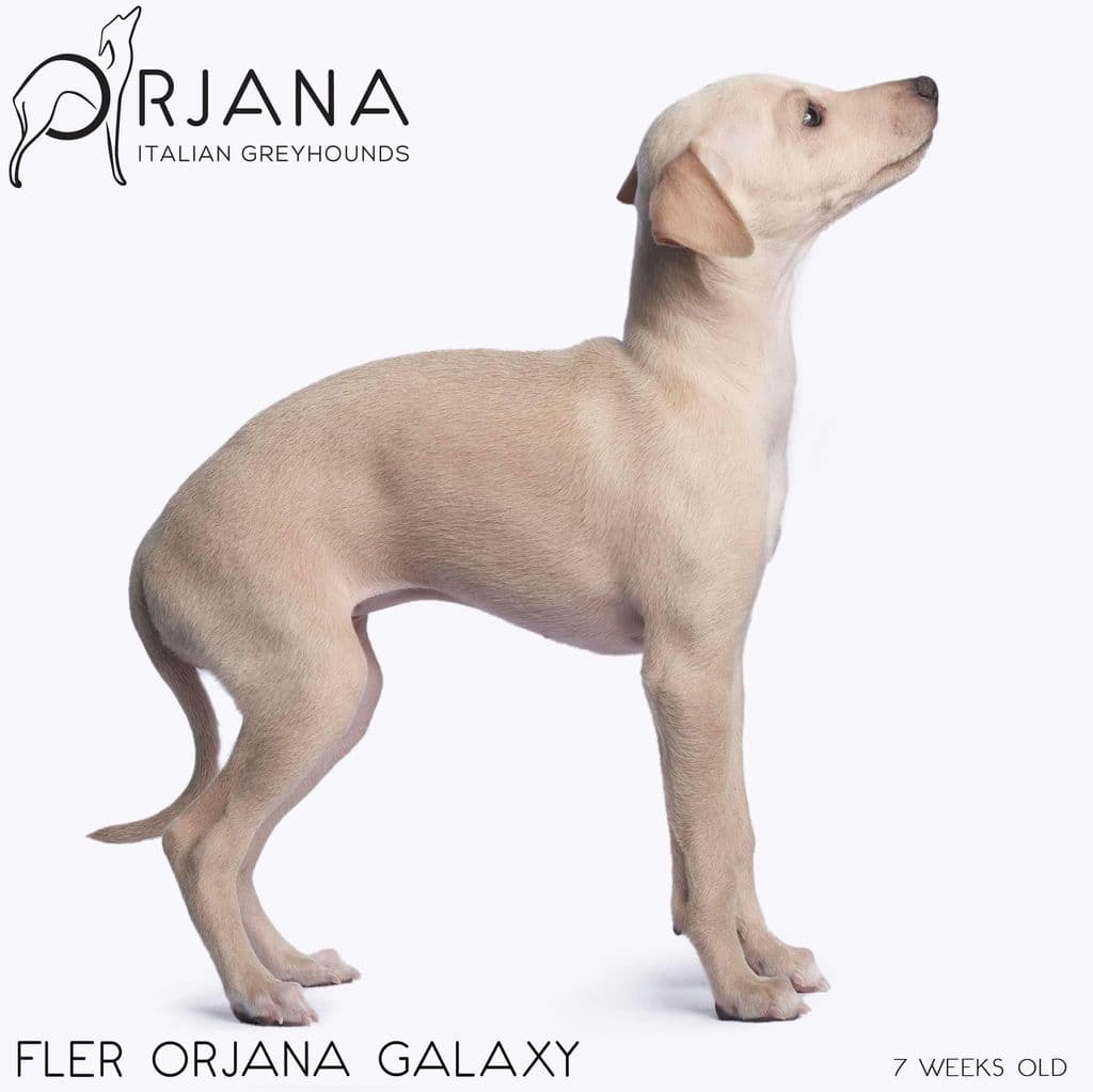 Fler Orjana Galaxy 1