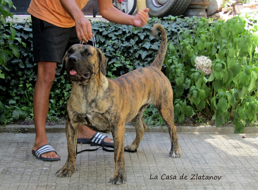 DAYSI DE CENTURIONES DE BERTI 1
