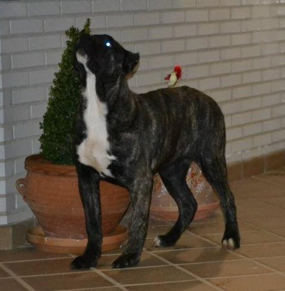 PERRY DE PRESA CAN 1