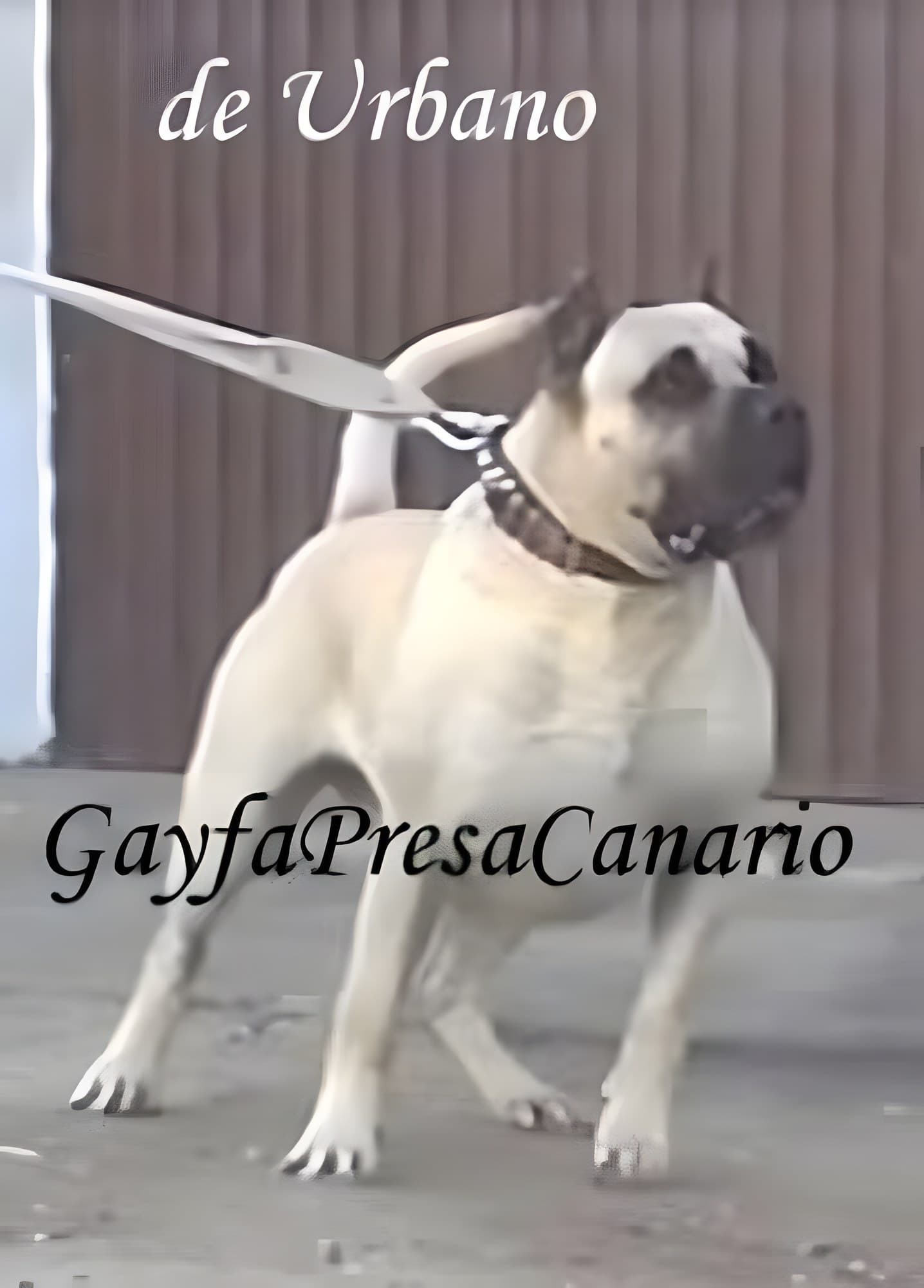 ABEDUL DE TROYCAN DE TACORONTE 1