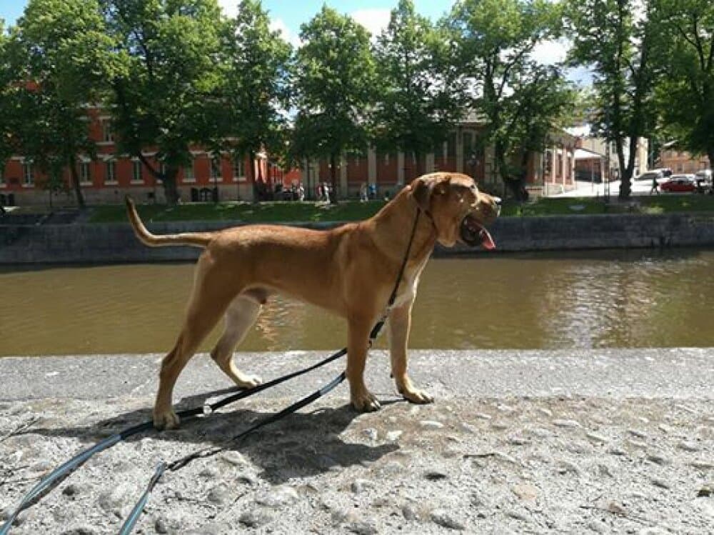 SOBRESALIR EGO 1