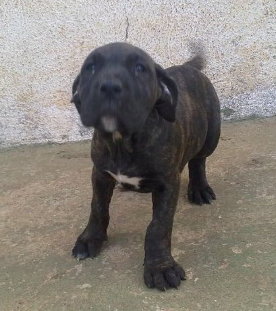 NALA DE PERRO DE LA TIERRA 1
