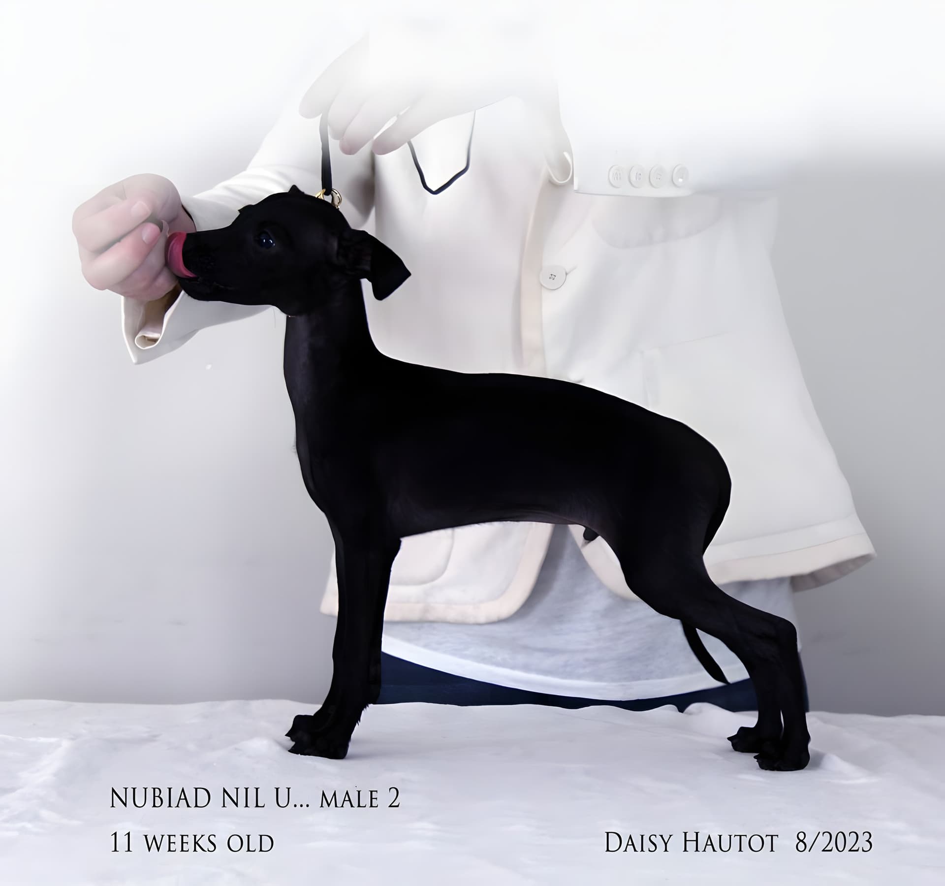 Nubiad Nil Unique Sasaki 1
