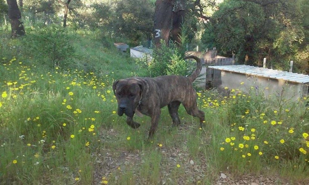 INDIANO I DE GUADALCAN 1