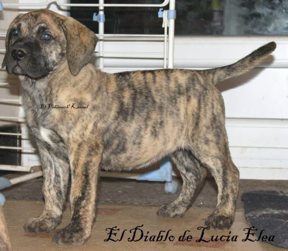 EL DIABLO DE LUCIA ELEA 1