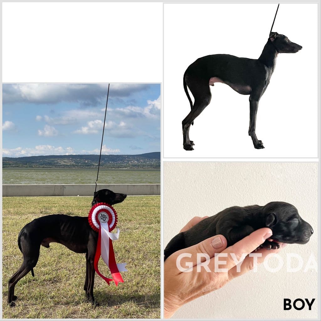 Greytoday Yrti 1