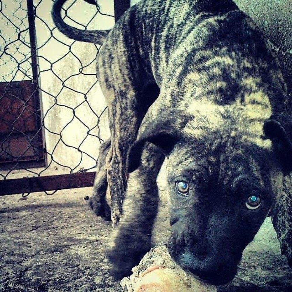 CONAN DE PEYRE KENNELS 1