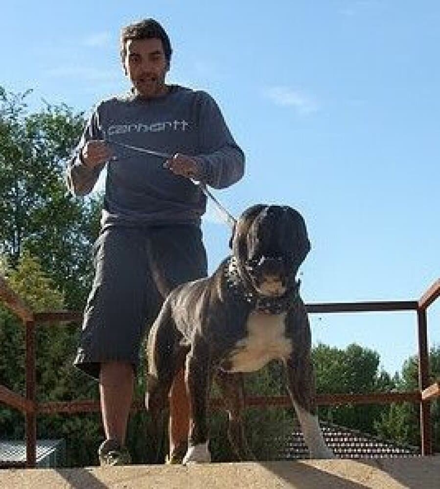TARUGO DE IRON BULL 1