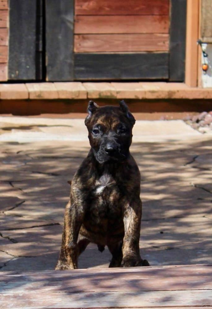 SICARIO DE AKIVA K9 1