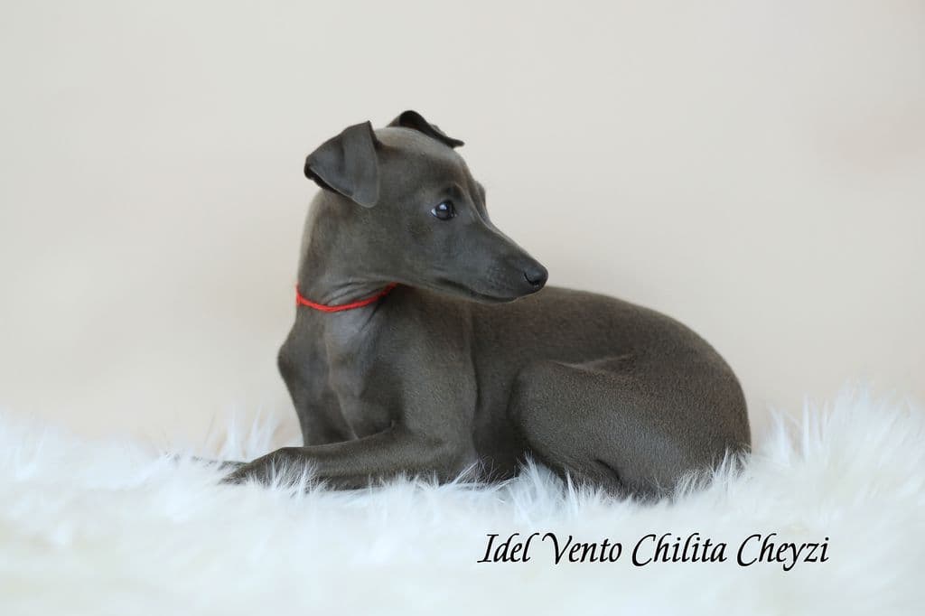Idel Vento Chilita Cheyzi 1