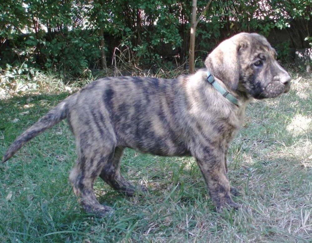 BELONG ALFA FAMILY DOG 1