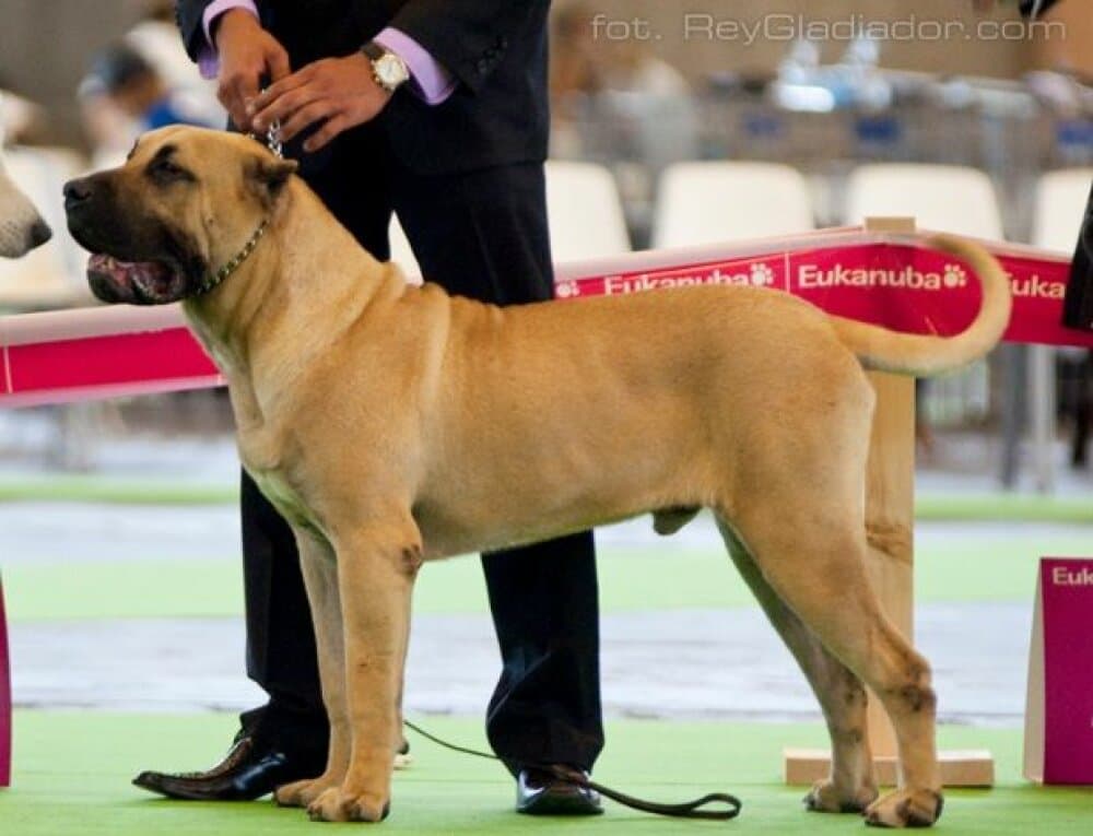 CERBEROS GRAN CANARIAN BENKOR 1