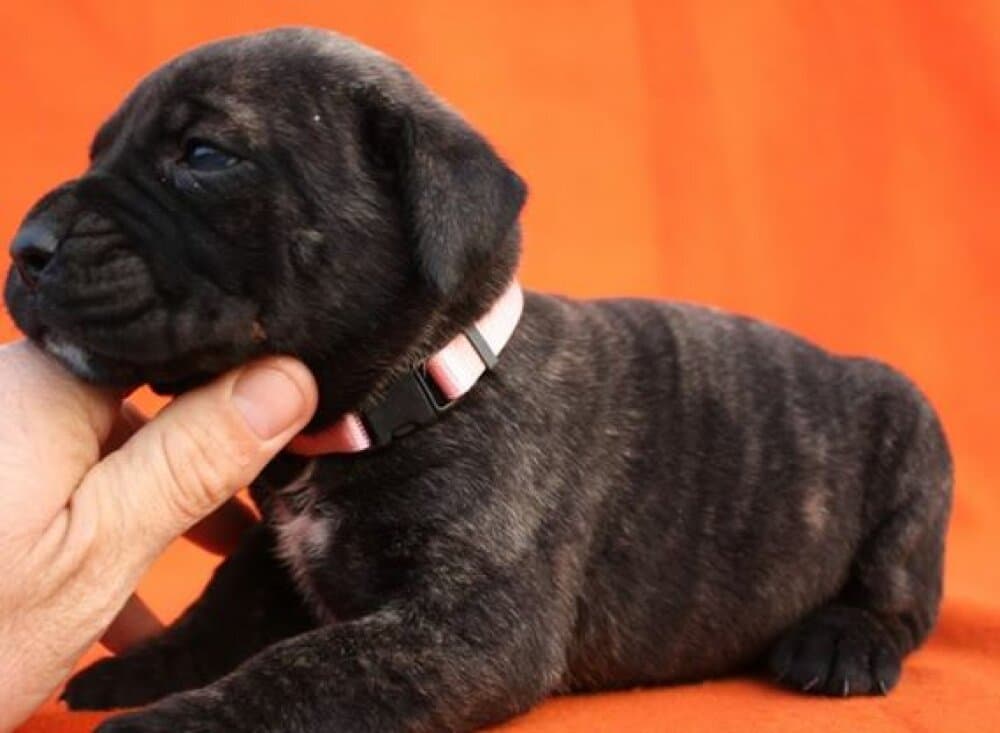 BOSS BULL CANARIO SHAYLA 1