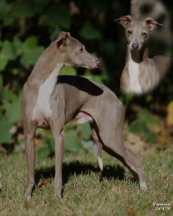 Willowmere's Bleu Persuasion II 1