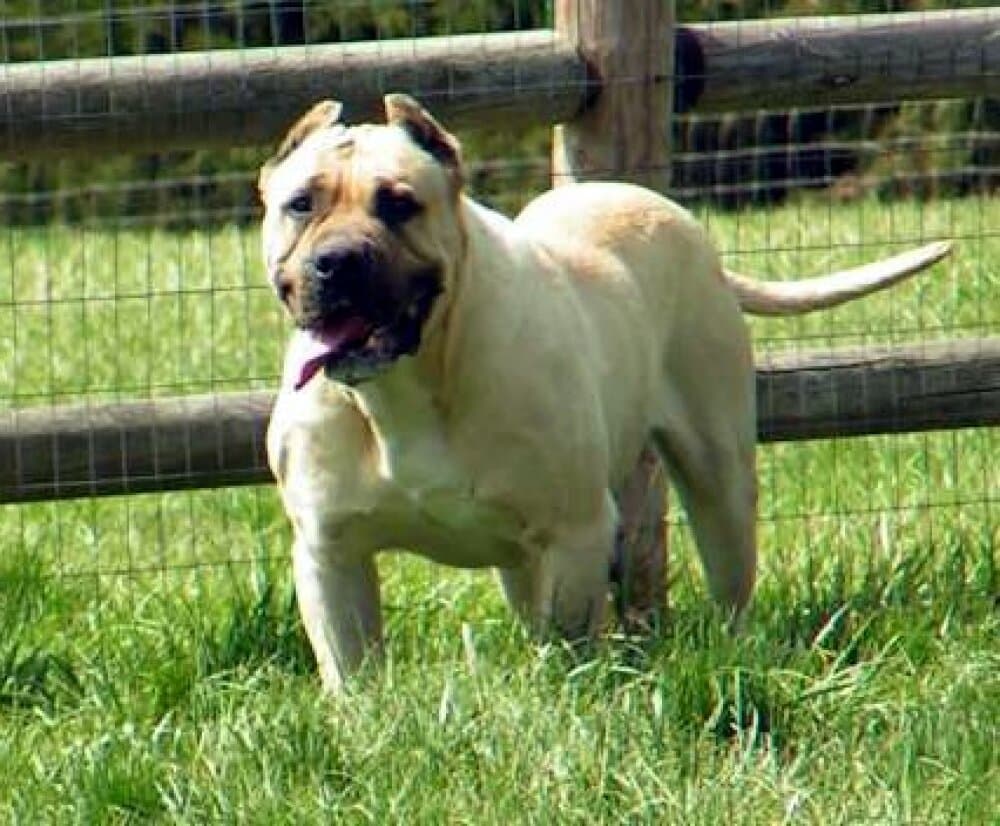 GUARDIAN ANGEL SIMBA 1