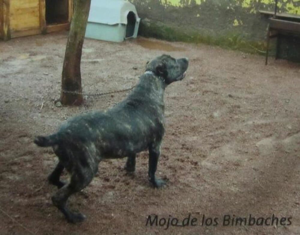 MOJO DE LOS BIMBACHES 1