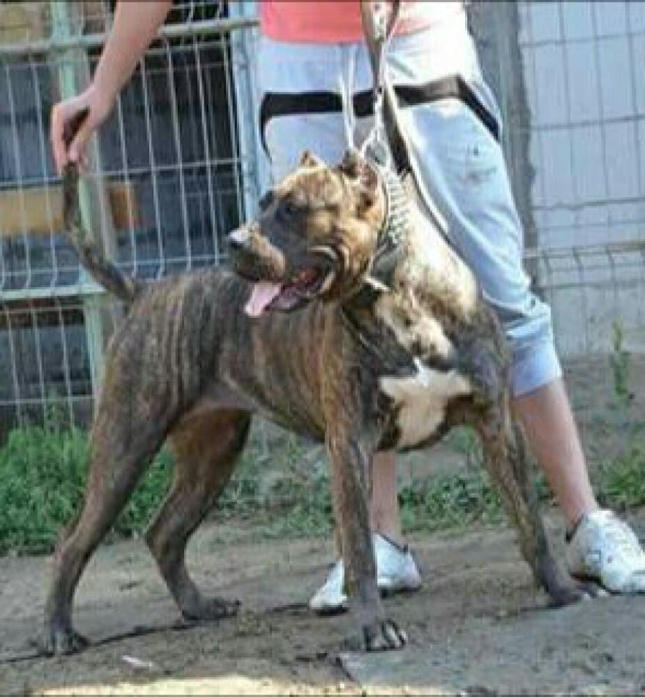 ATENA DOG PUR 1