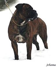 GARDIENNE RESPECT O'BULLGRIN 1