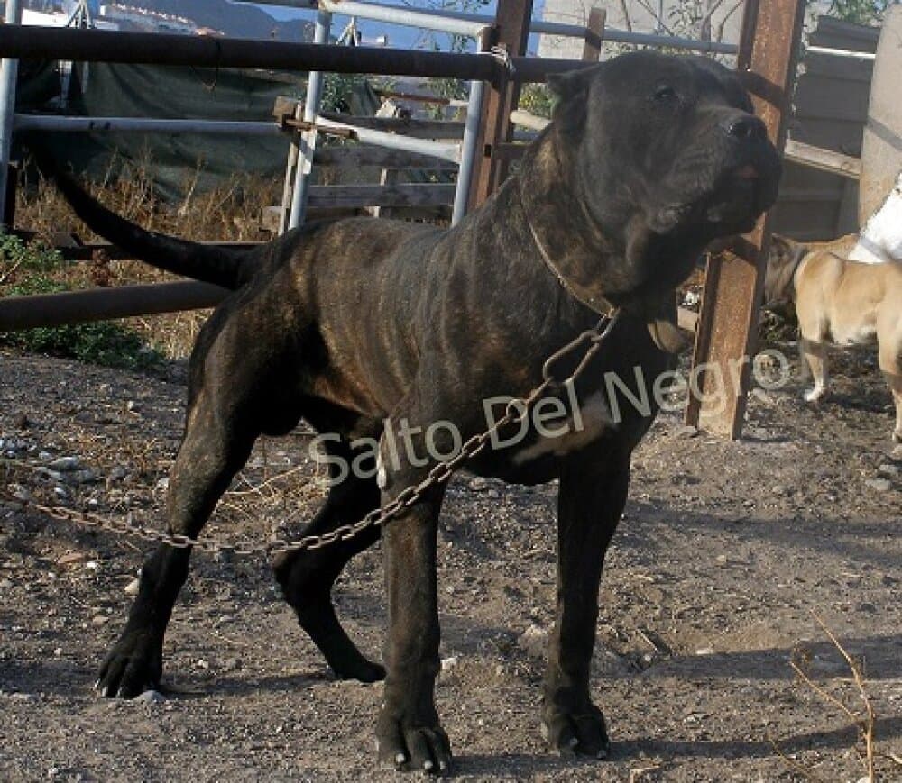 KAISER DEL CANARIO 1