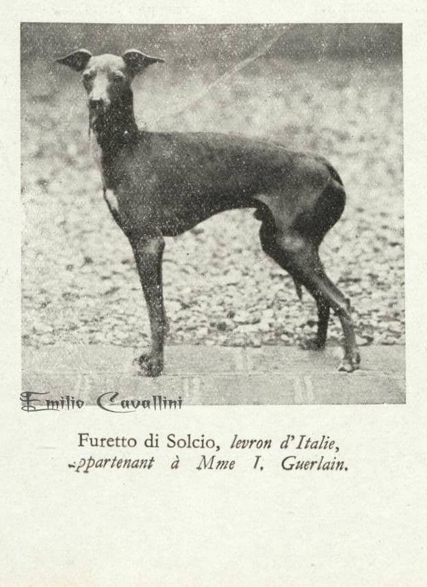 Furetto Di Solcio 1
