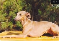 Isolina 1