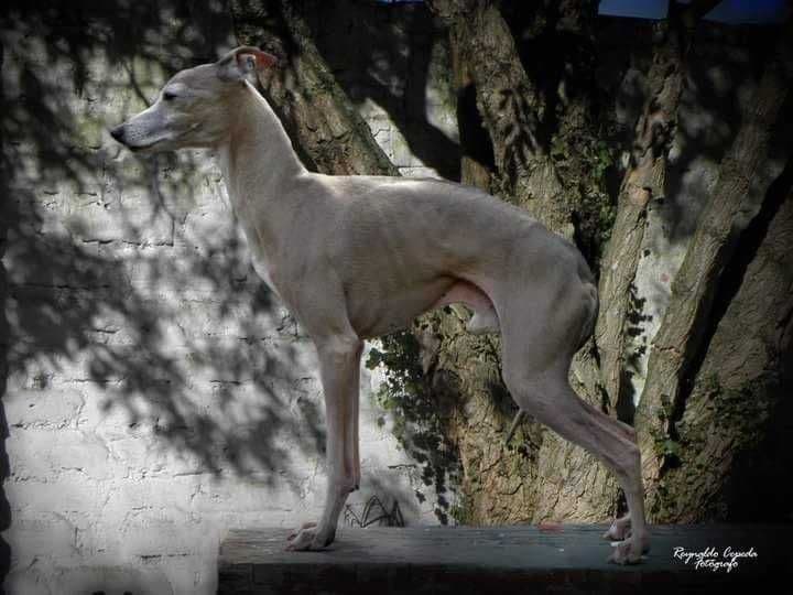 Gli Spiritelli Bruno 1