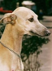 Tanato's Josefina 1